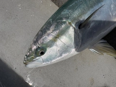 ワラサの釣果