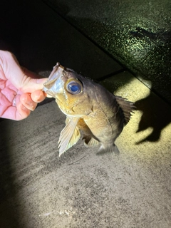 メバルの釣果