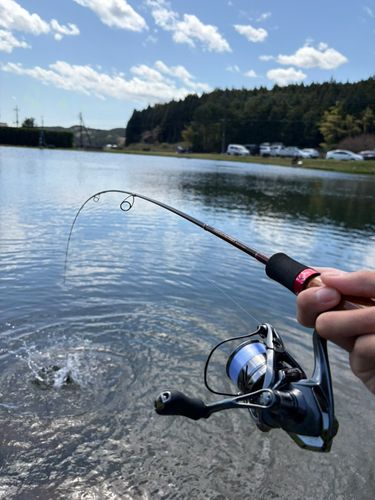ニジマスの釣果