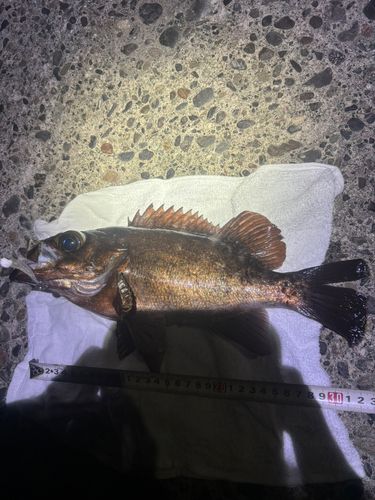 アカメバルの釣果