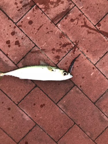 サバの釣果