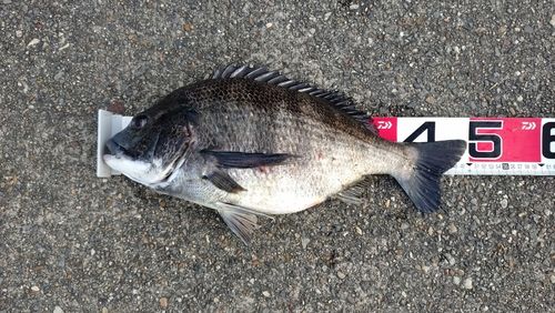 クロダイの釣果