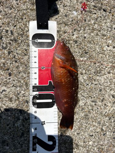 ホシササノハベラの釣果