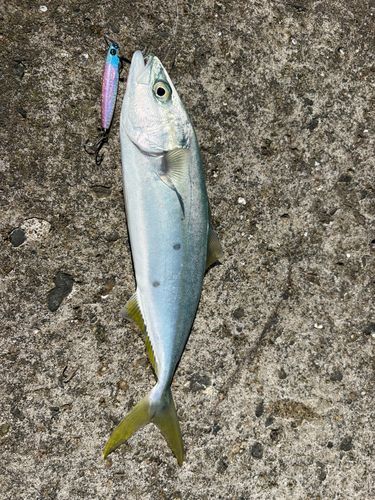 コゾクラの釣果