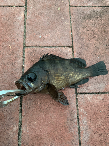 メバルの釣果