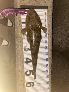 マゴチの釣果