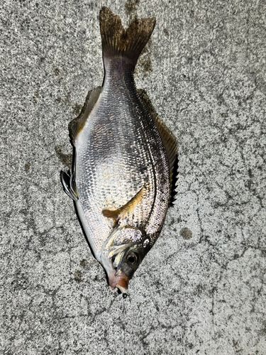 ウミタナゴの釣果