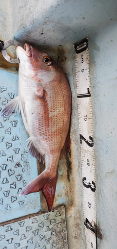 タイの釣果