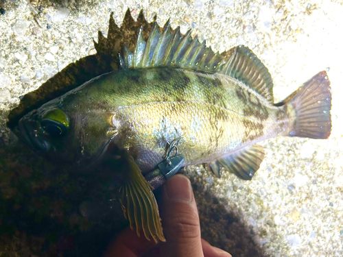 アオメバルの釣果
