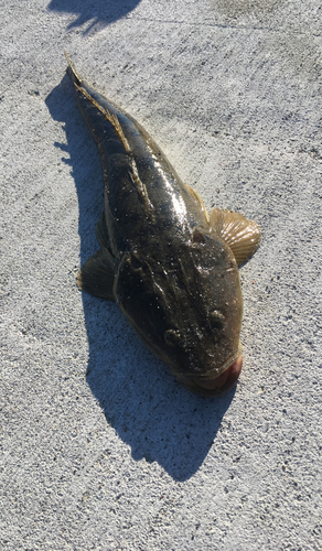 マゴチの釣果