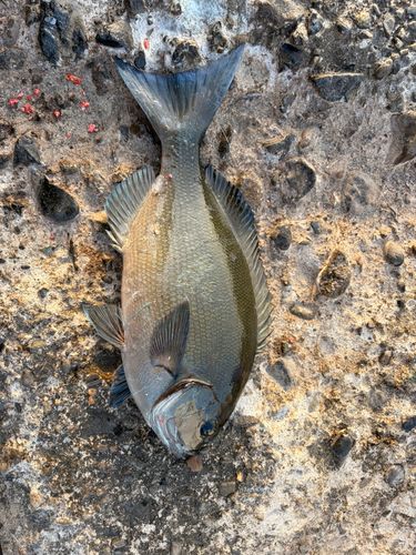 メジナの釣果