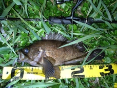 シロメバルの釣果