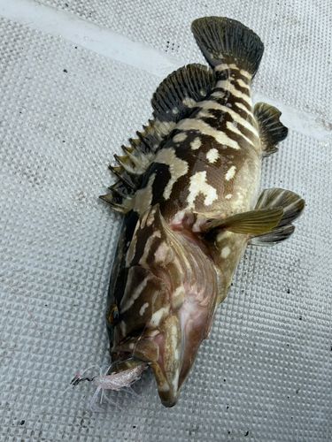 クエの釣果
