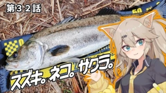 マルスズキの釣果