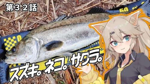 マルスズキの釣果
