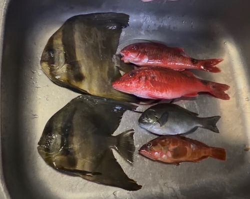 オジサンの釣果