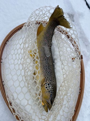 ブラウントラウトの釣果