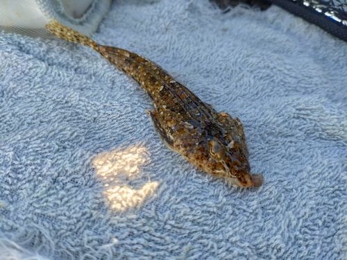ネズミゴチの釣果