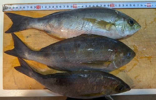 イサキの釣果