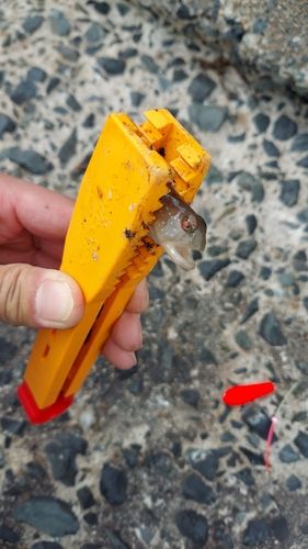 イトヒキハゼの釣果