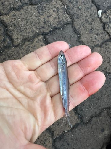 釣果