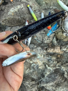 ヒラマサの釣果