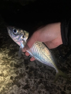 マアジの釣果