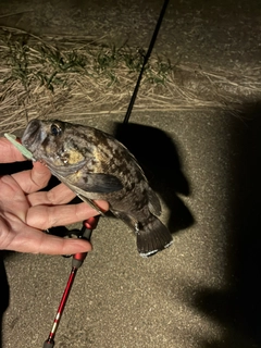 クロソイの釣果