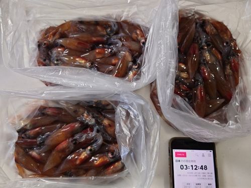 ホタルイカの釣果