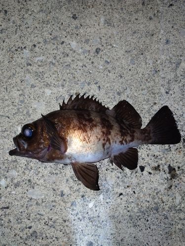 メバルの釣果