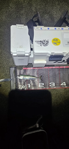 サバの釣果