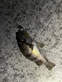 ソイの釣果