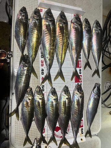 アジの釣果