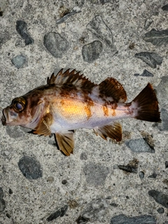 アカメバルの釣果