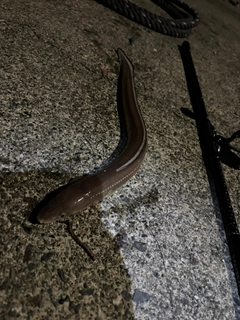 アナゴの釣果