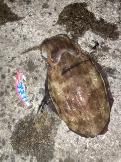 コウイカの釣果