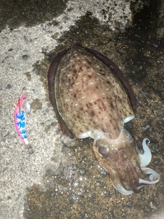 コウイカの釣果