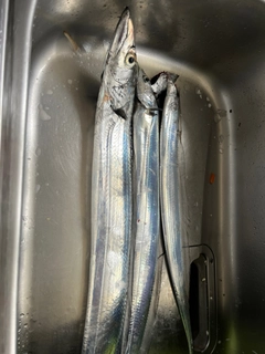 タチウオの釣果