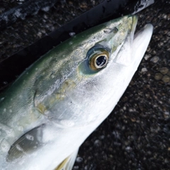 ツバイソの釣果