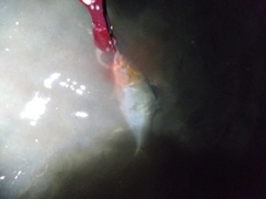 コノシロの釣果