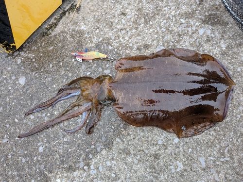 アオリイカの釣果