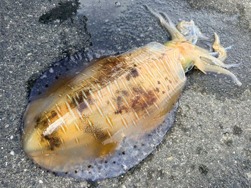 静岡県で釣れたアオリイカの釣り・釣果情報 - アングラーズ | 釣果600