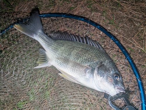 キビレの釣果