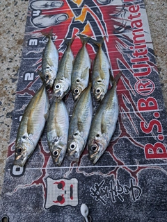 マアジの釣果