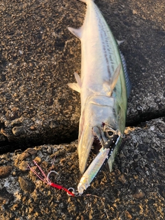 サゴシの釣果