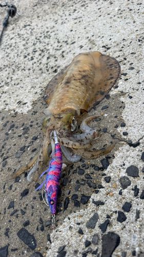 アオリイカの釣果