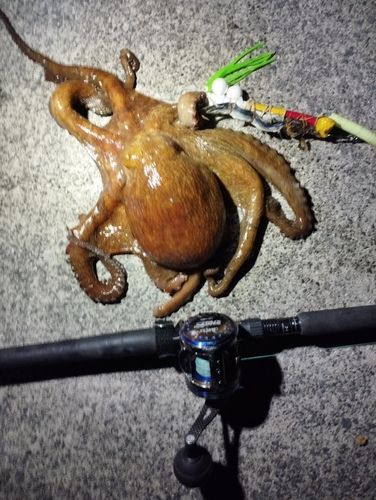 タコの釣果