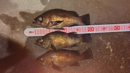 メバルの釣果