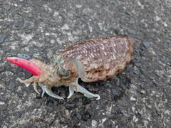 マツバイカの釣果