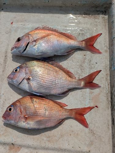 マダイの釣果